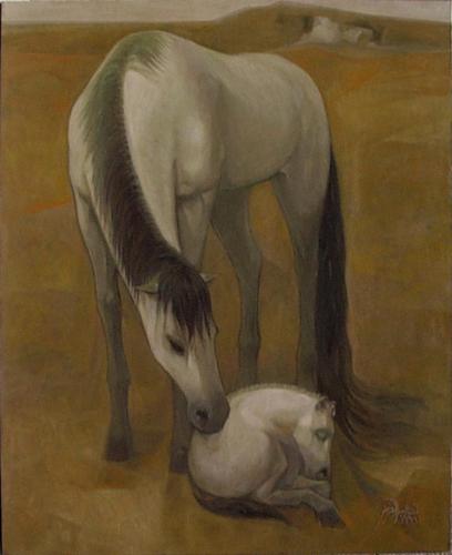 Birth on an Arabian Foal